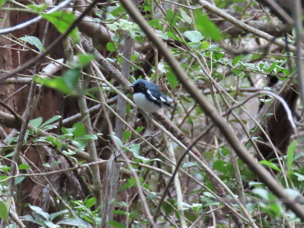 Black-throated Blue Warbler - ML559259281