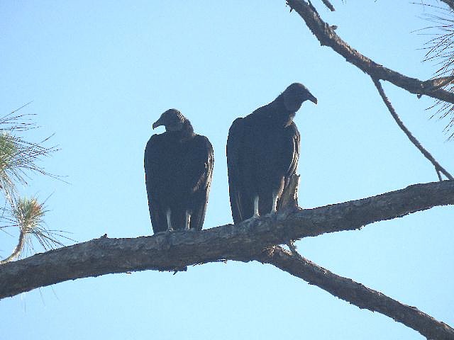 Black Vulture - Roy E. Peterson