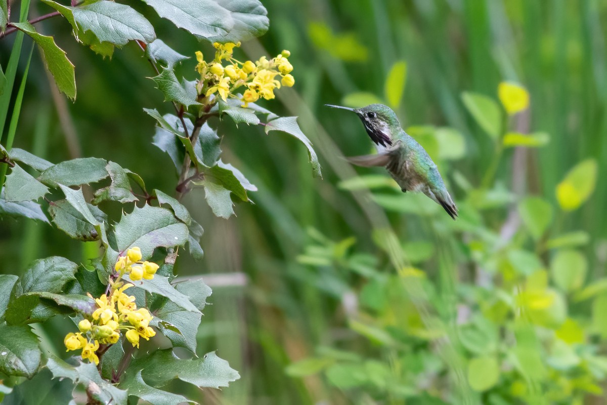 eBird Checklist 17 Apr 2023 Alton Baker Park (general) 48 species