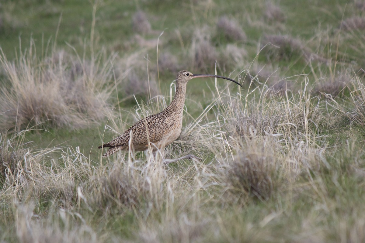 Long-billed Curlew - ML559262691