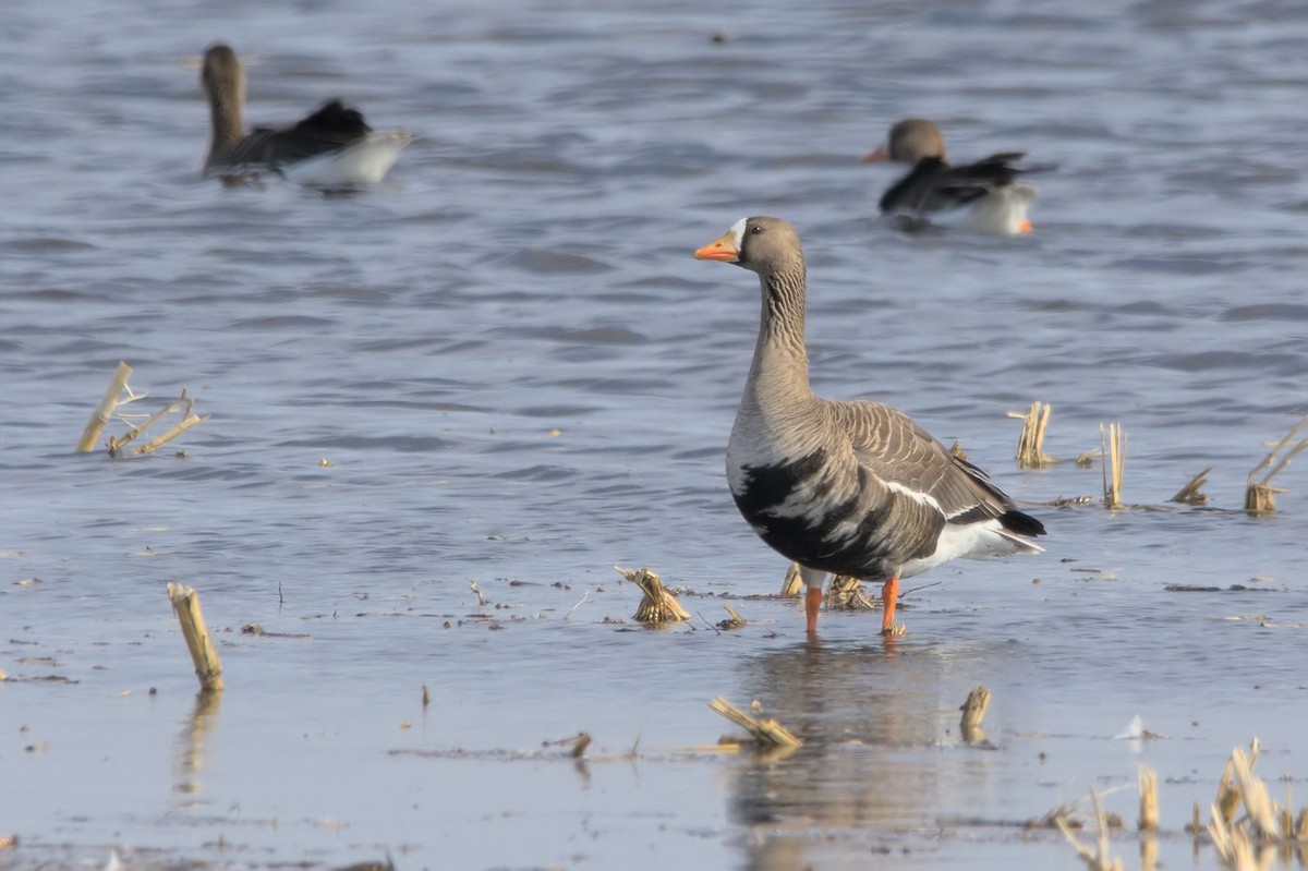 Greater White-fronted Goose - ML559264921