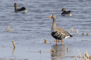 Greater White-fronted Goose, ML559264921