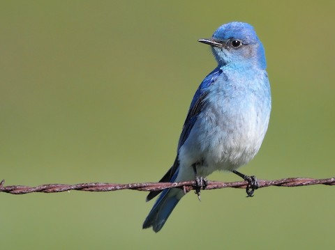 Mountain Bluebird - eBird