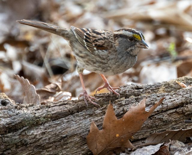 White-throated Sparrow - ML559273781