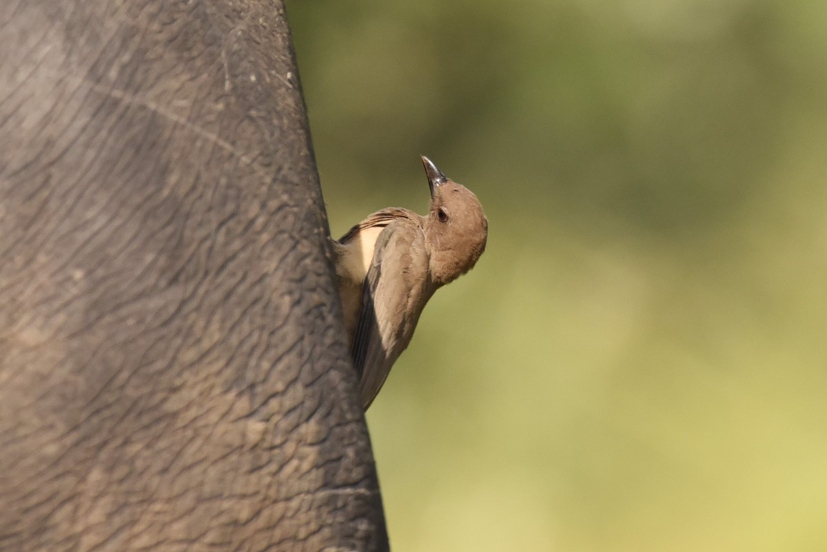 Red-billed Oxpecker - ML559279041