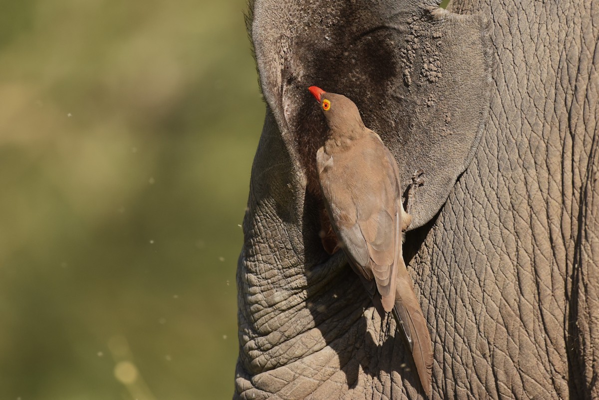 Red-billed Oxpecker - ML559279071
