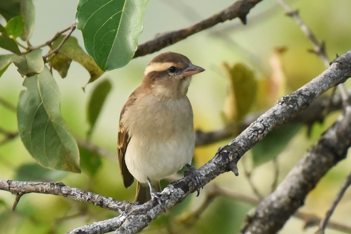 Yellow-throated Bush Sparrow - ML559279731