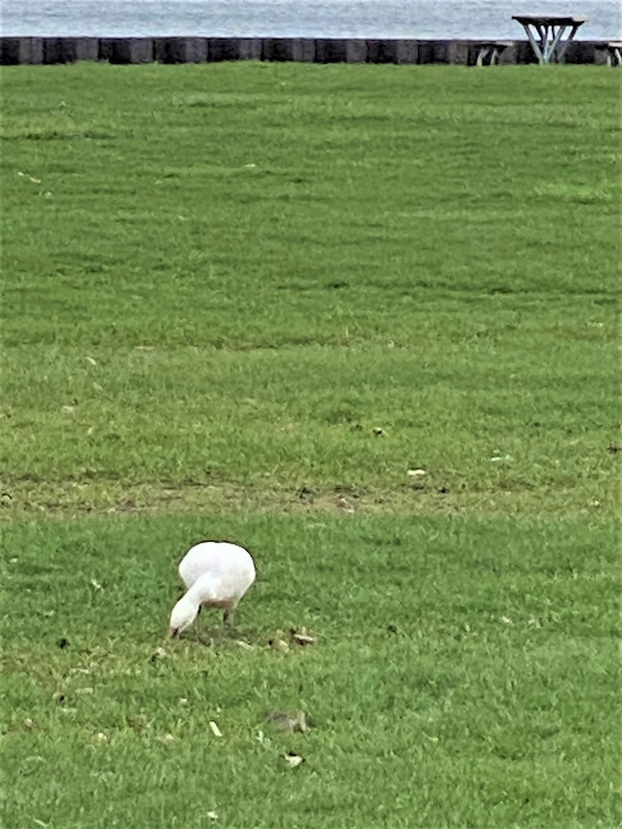 EBird Checklist 17 Apr 2023 Lake Park General 2 Species