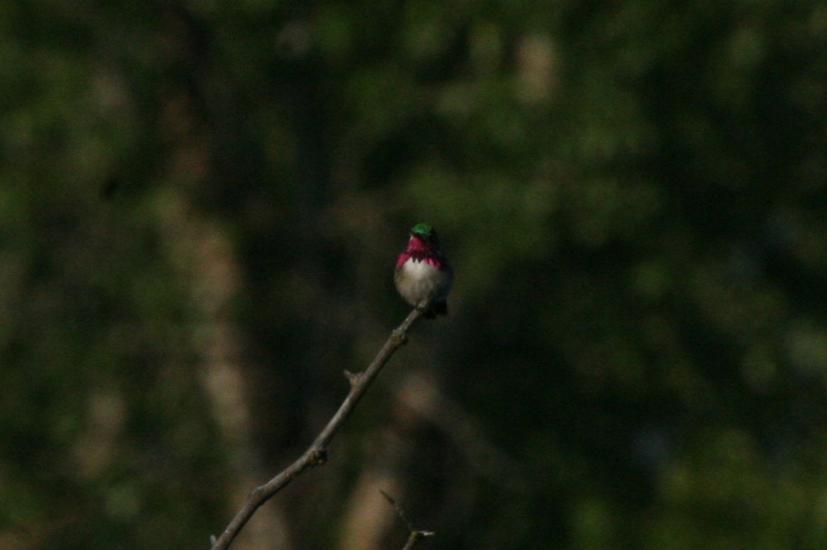 Calliope Hummingbird - ML55928321