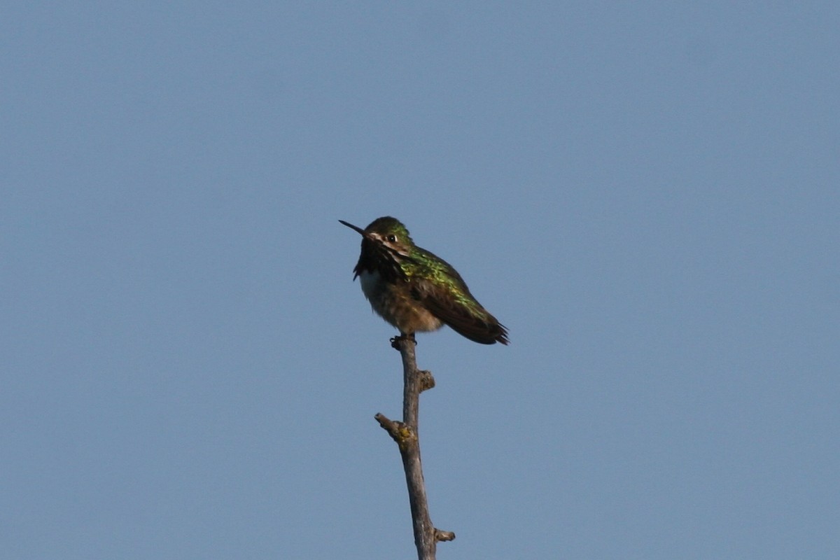 Calliope Hummingbird - ML55928331
