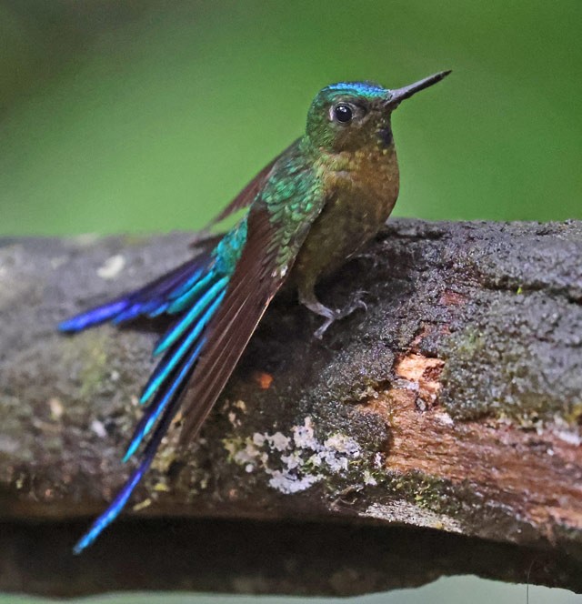 Violet-tailed Sylph - ML559285911
