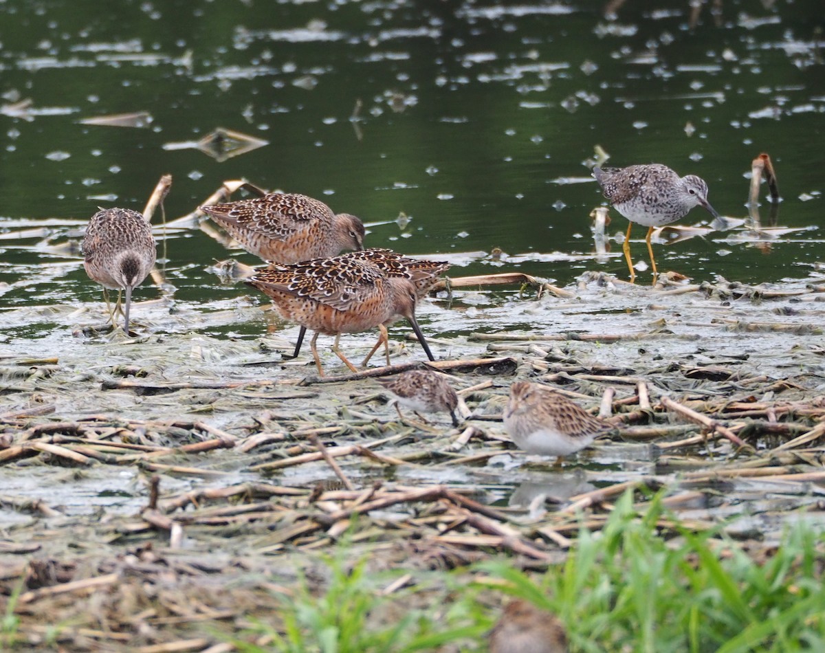 Long-billed Dowitcher - ML55928621