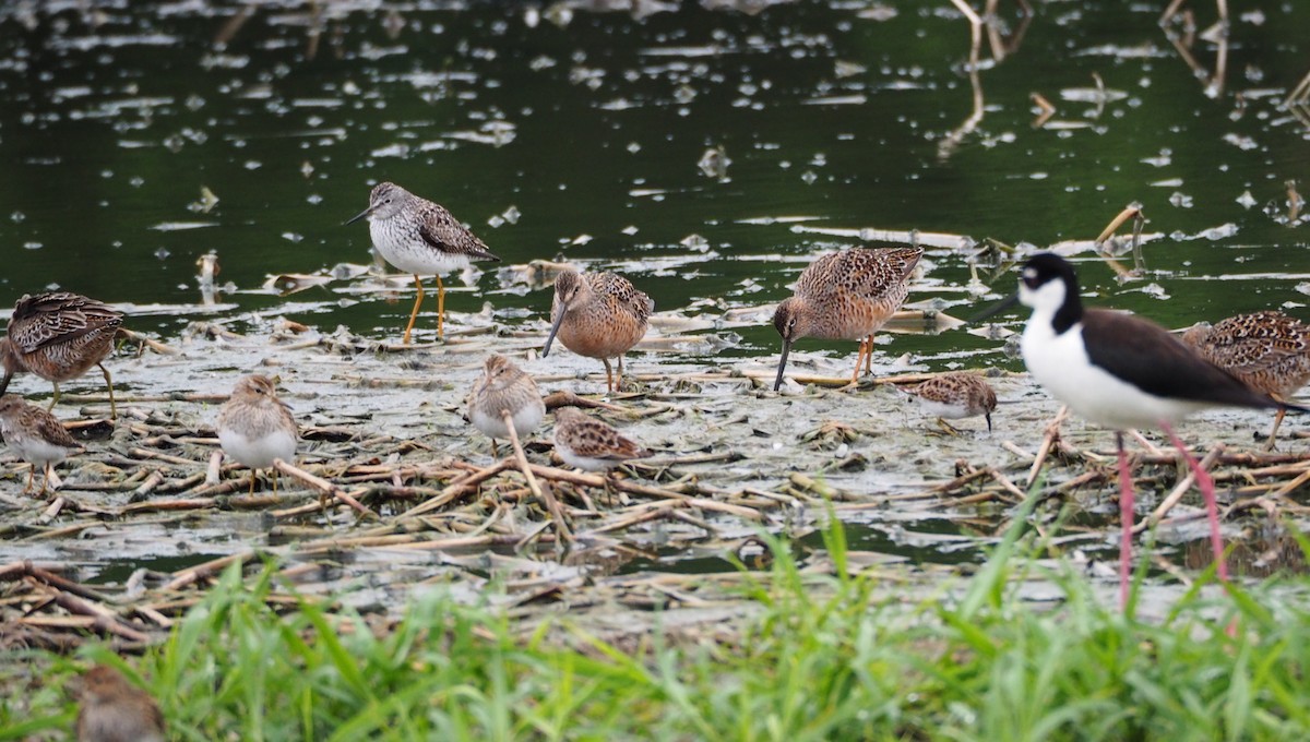 Long-billed Dowitcher - ML55928681
