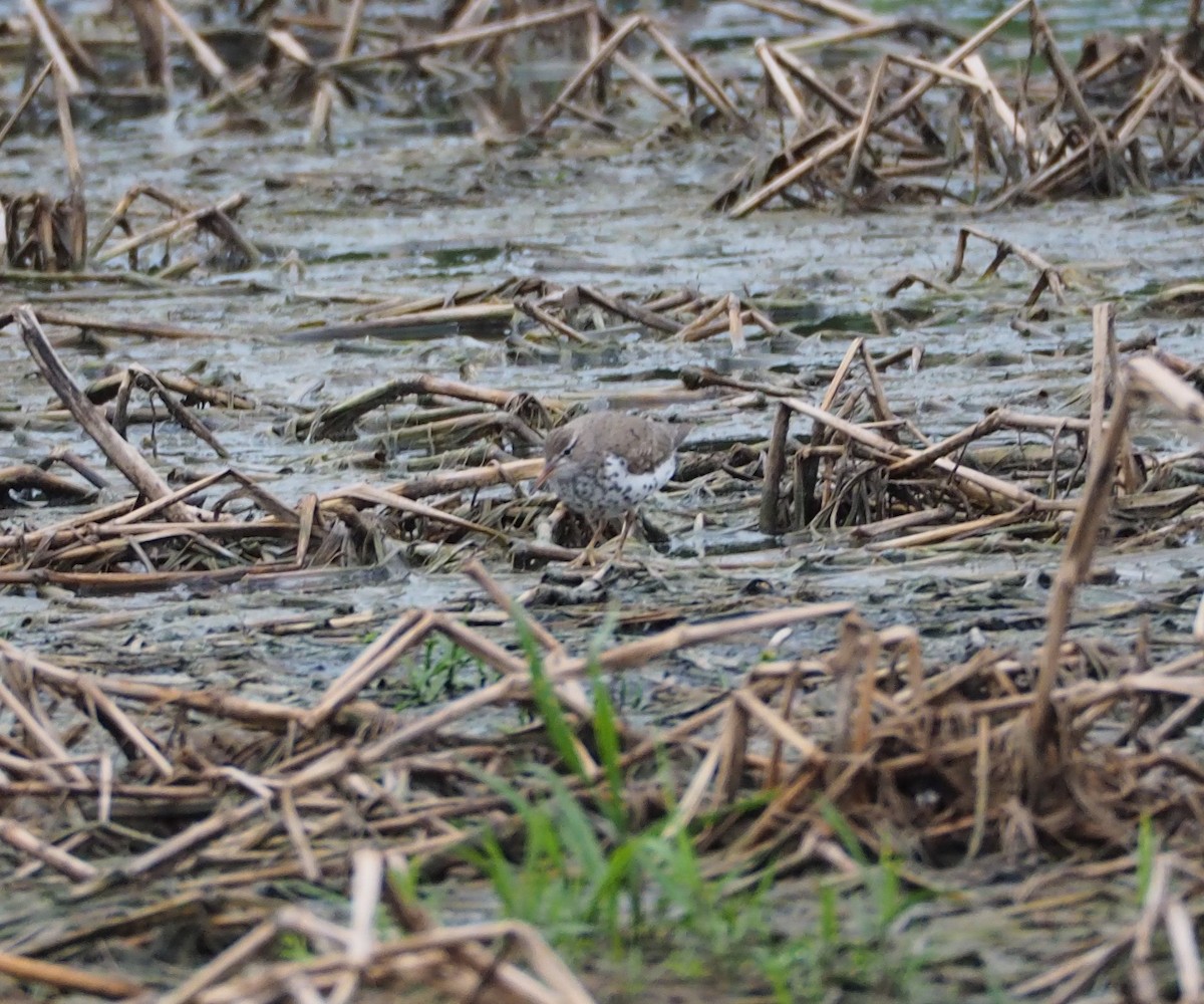 Spotted Sandpiper - Bob Foehring