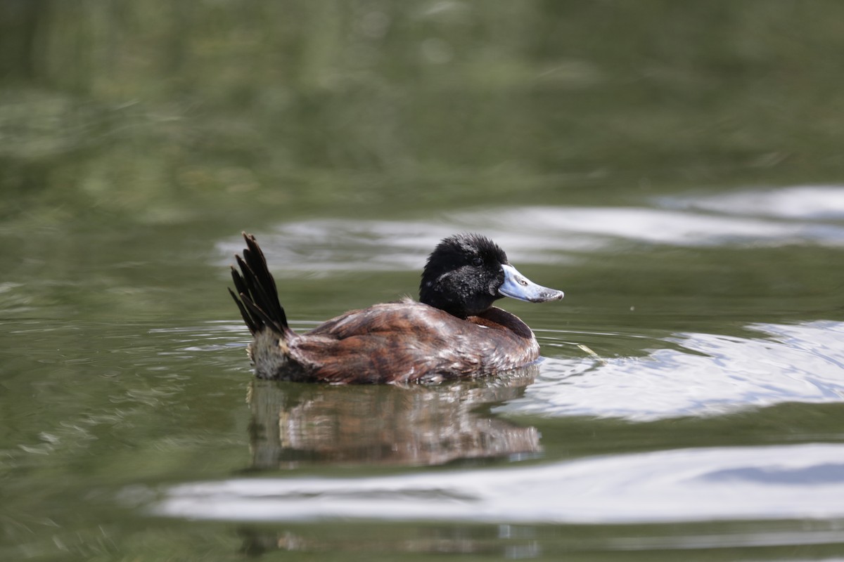 Andean Duck - ML559287751