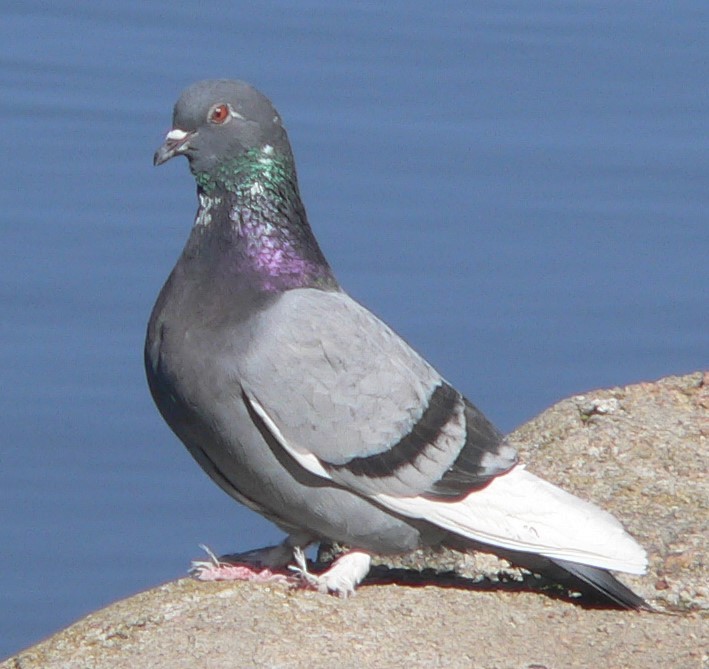 Rock Pigeon (Feral Pigeon) - ML559290291