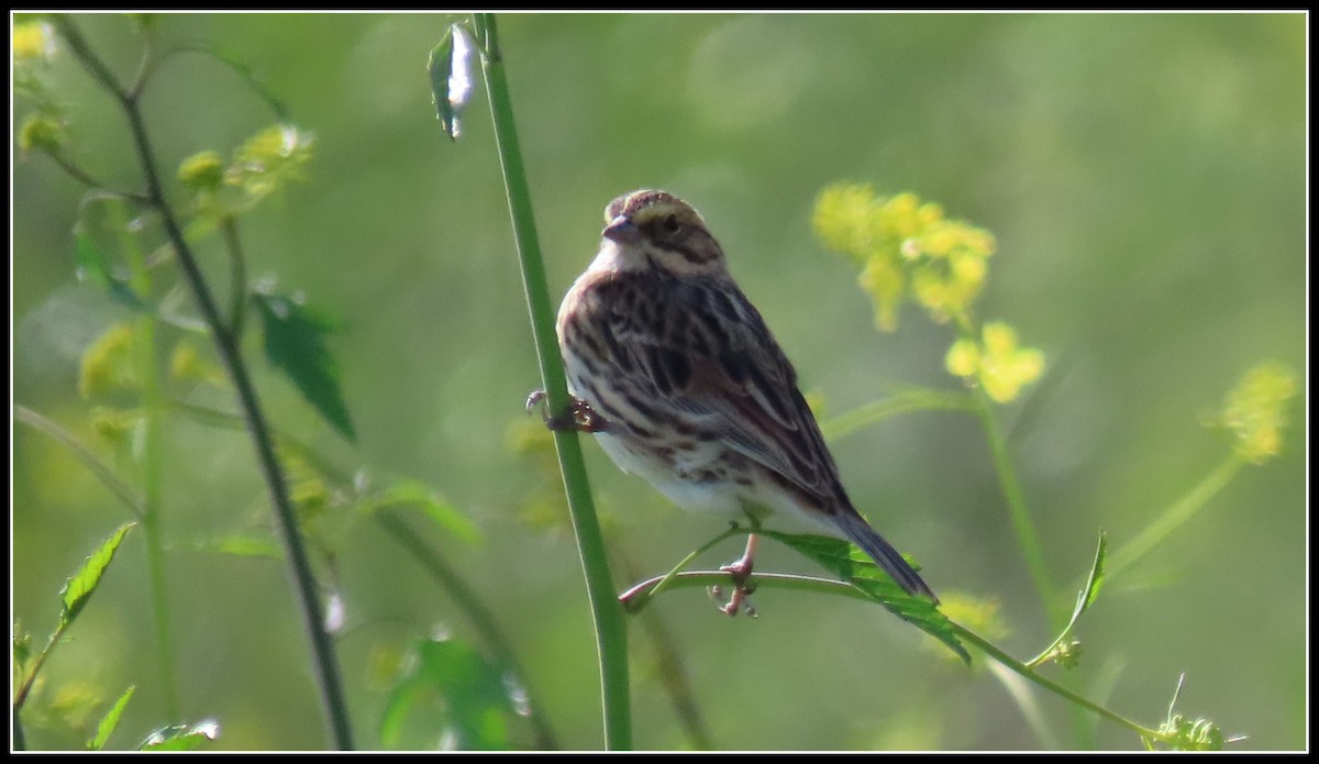 Savannah Sparrow - ML559290861