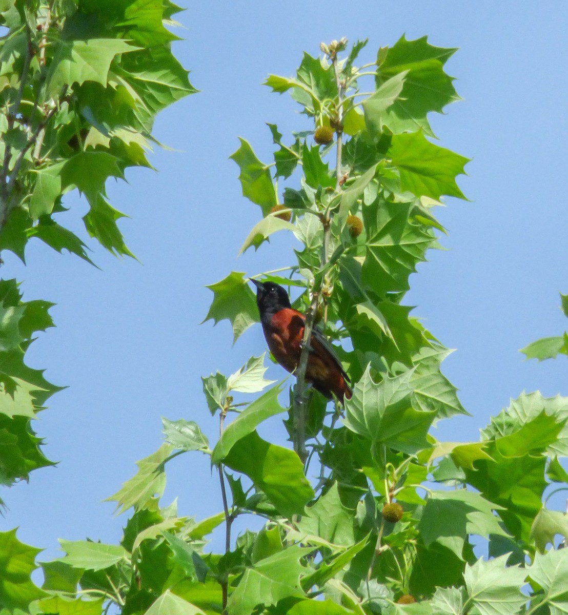 Orchard Oriole - Dave Hart