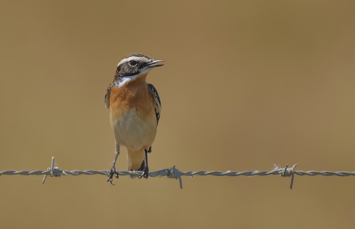 Whinchat - ML559296281