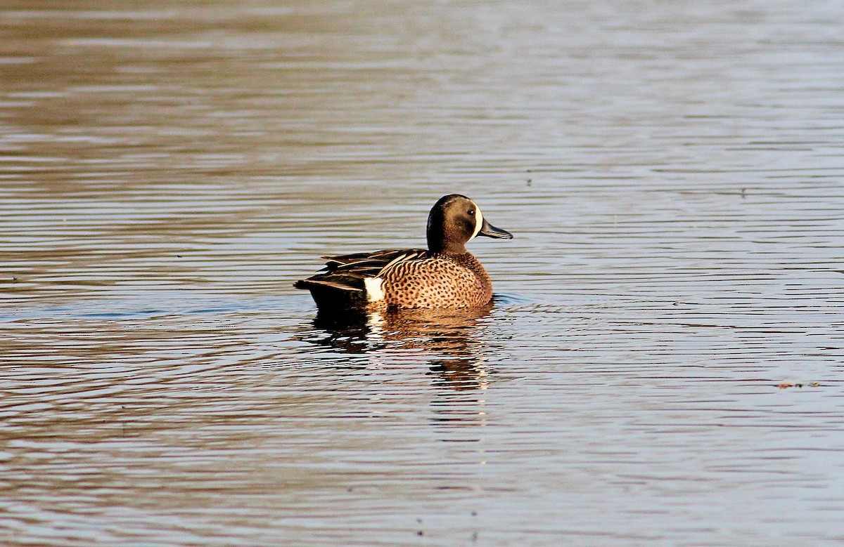 Blue-winged Teal - ML55929741
