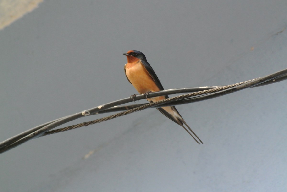 Barn Swallow (American) - ML559298051
