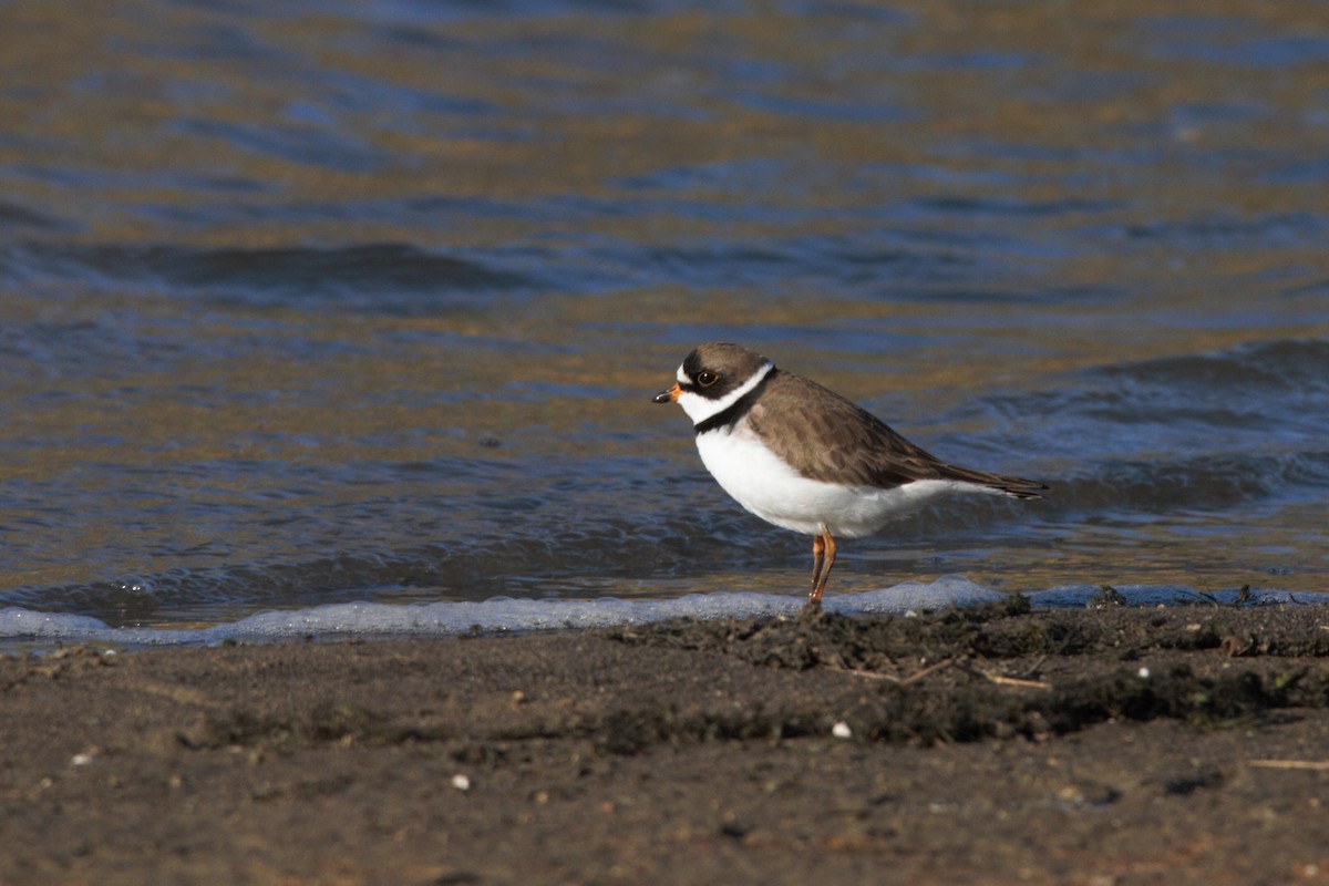 Semipalmated Plover - Will Carlson