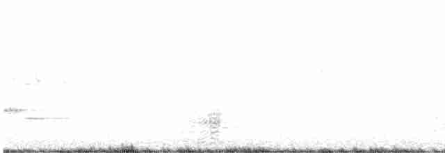 Ibis à face blanche - ML559303011