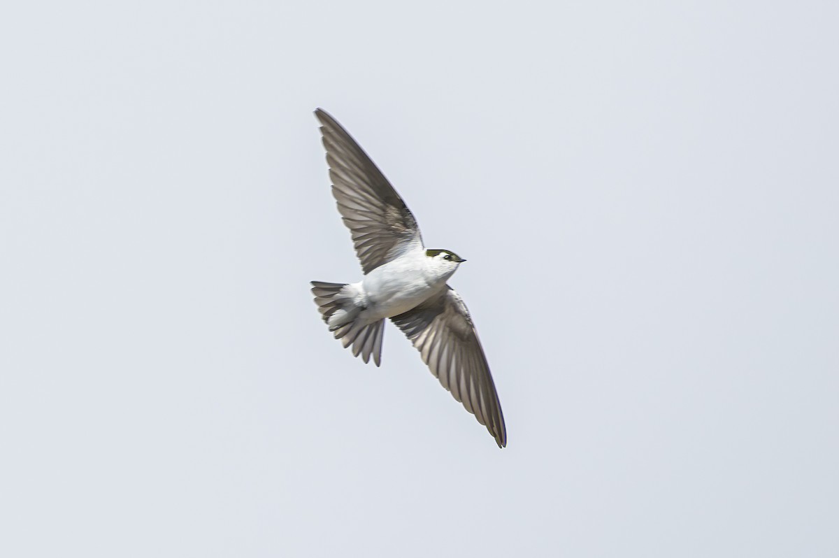 Violet-green Swallow - ML559303231