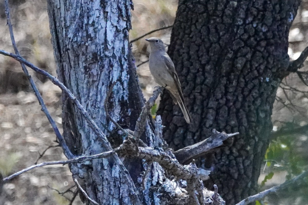 Townsend's Solitaire - ML559303671