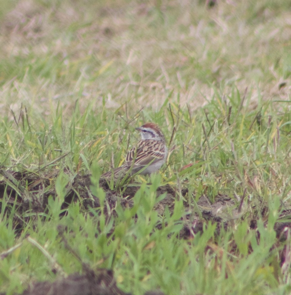 Chipping Sparrow - ML559304811
