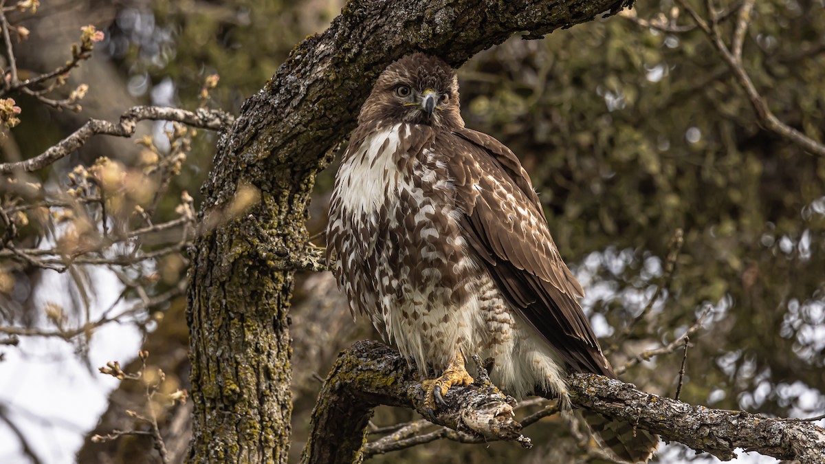 Red-tailed Hawk - ML559305331