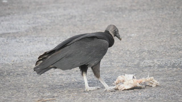 Black Vulture - ML559305781