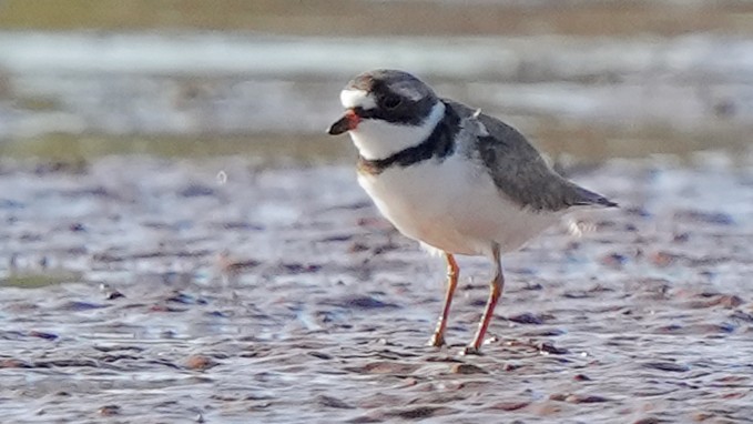 Semipalmated Plover - ML559308101