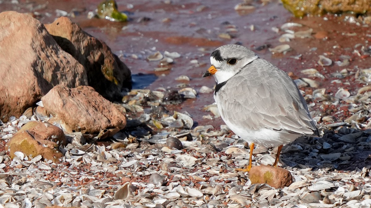 Piping Plover - ML559310721