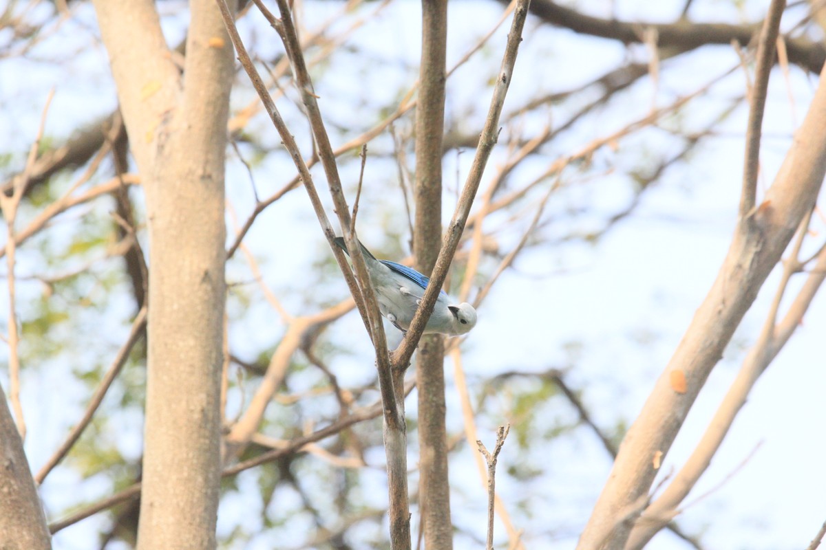 Blue-gray Tanager - ML559311181