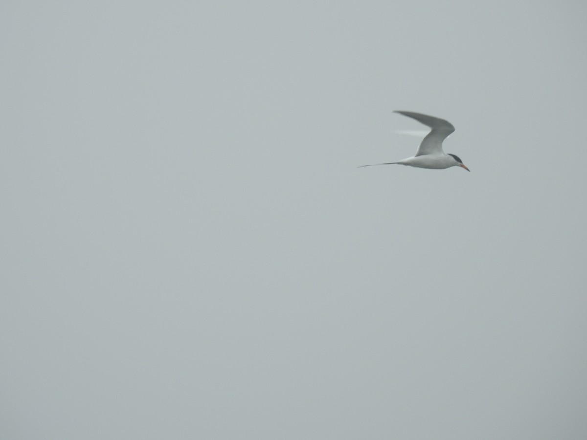 eBird Checklist 15 Apr 2023 Timber Point Golf CourseEast Marina