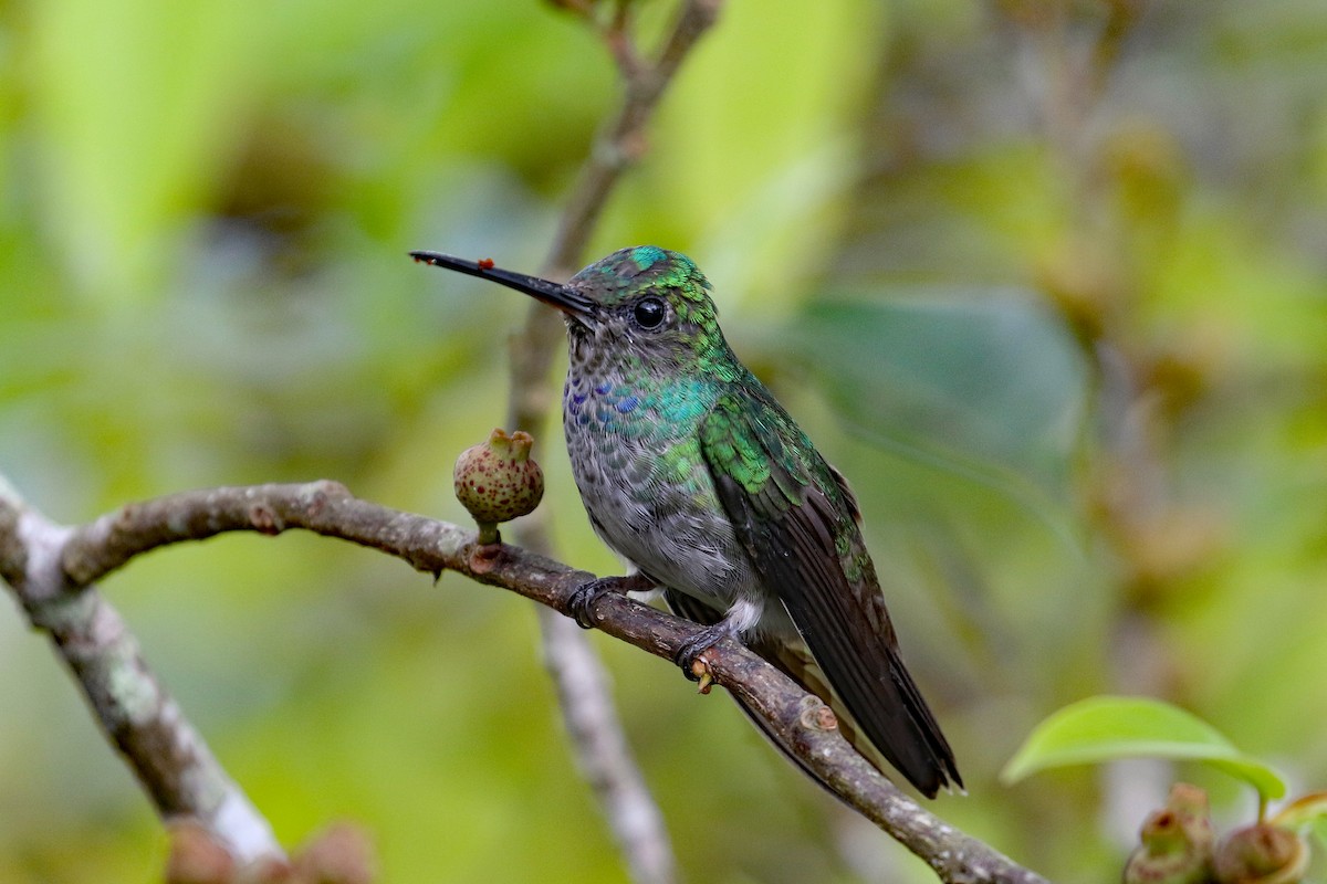 Charming Hummingbird - Dave Beeke
