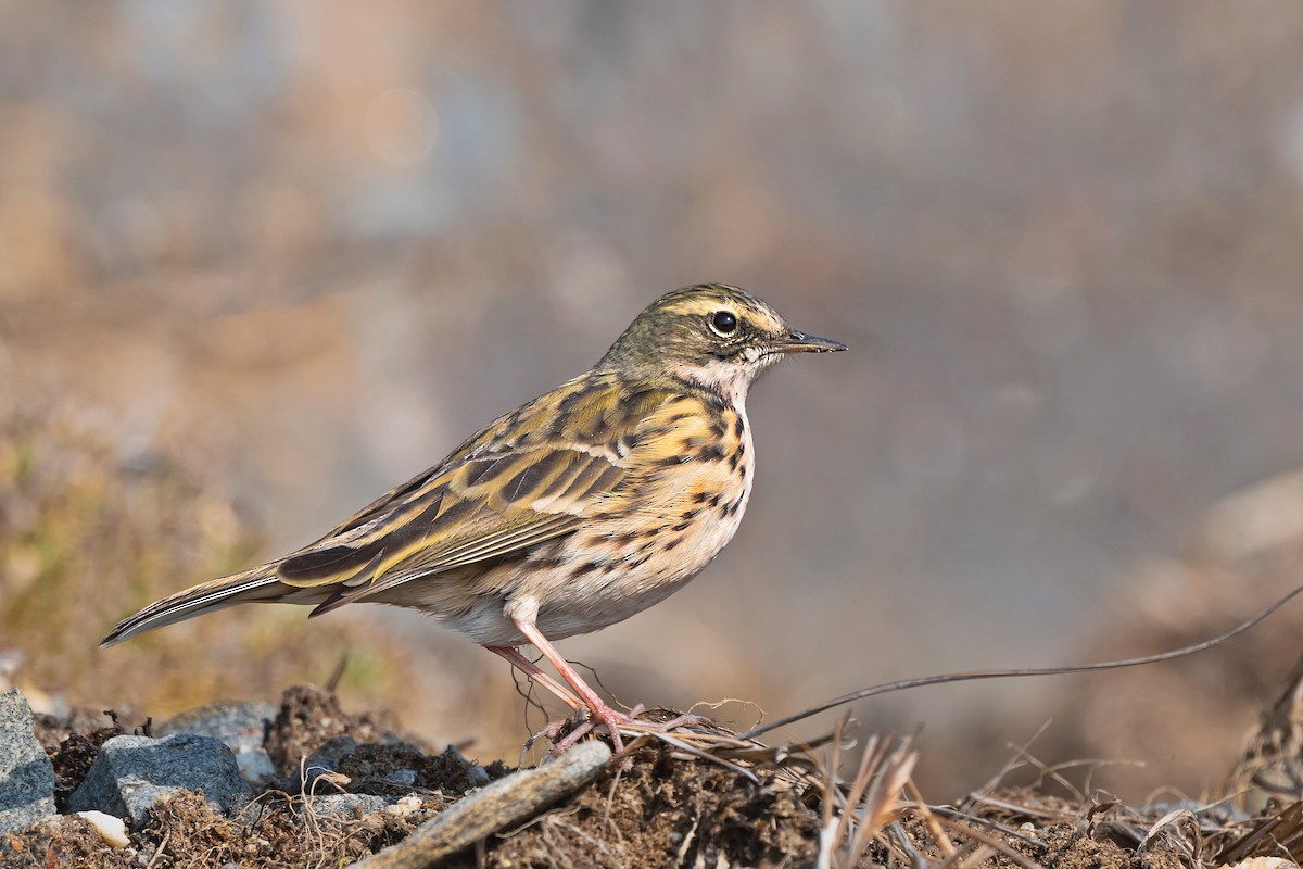 Rosy Pipit - ML559315551