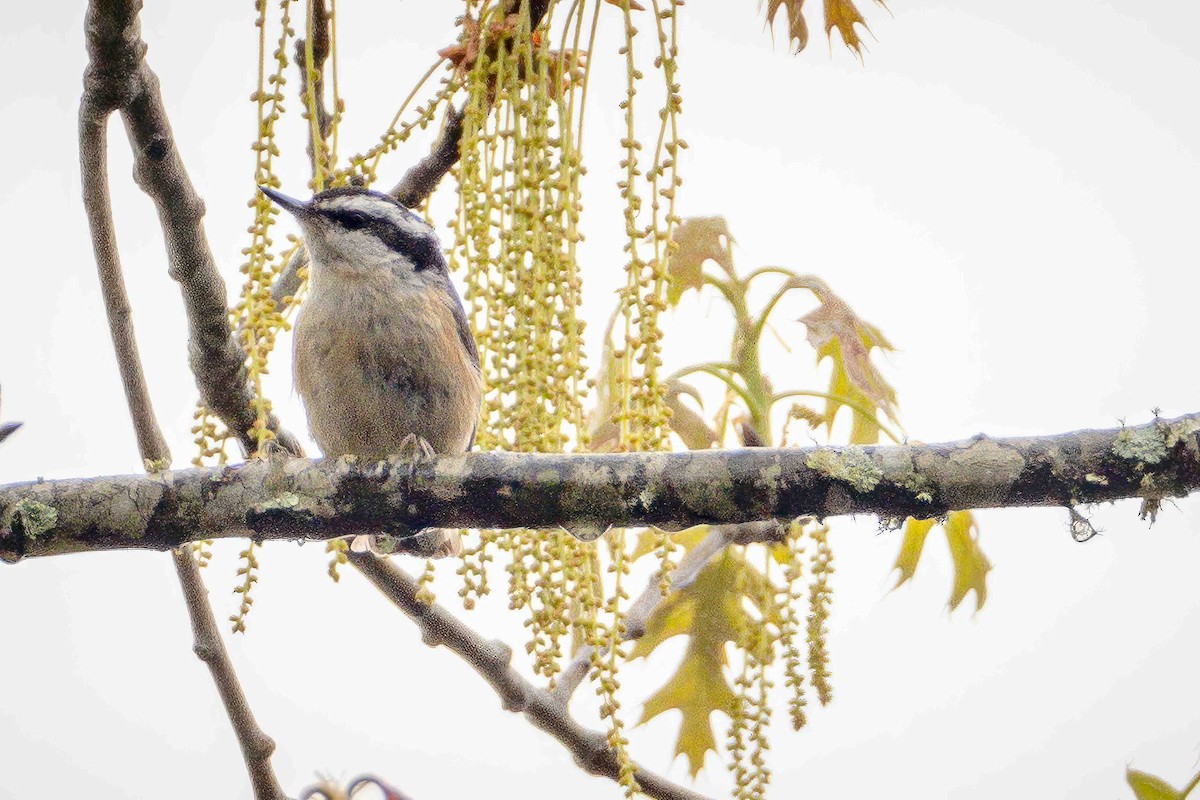 Red-breasted Nuthatch - ML559318551