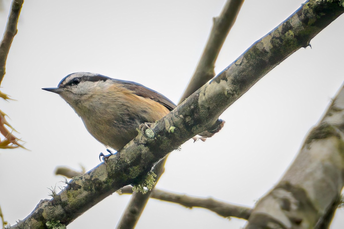 Red-breasted Nuthatch - ML559318601
