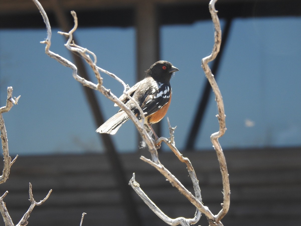 Spotted Towhee - Jacques Normand