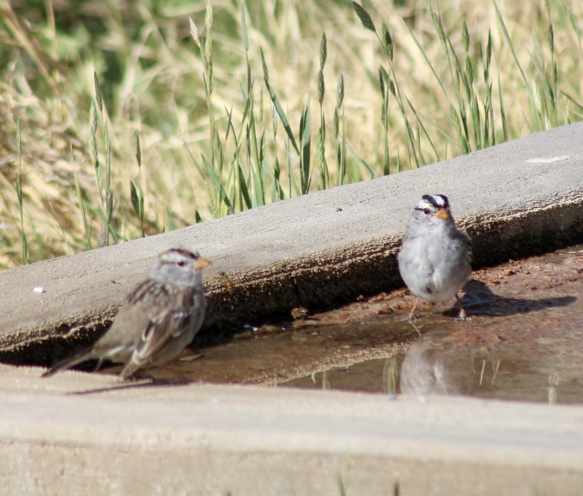 White-crowned Sparrow - ML559329861