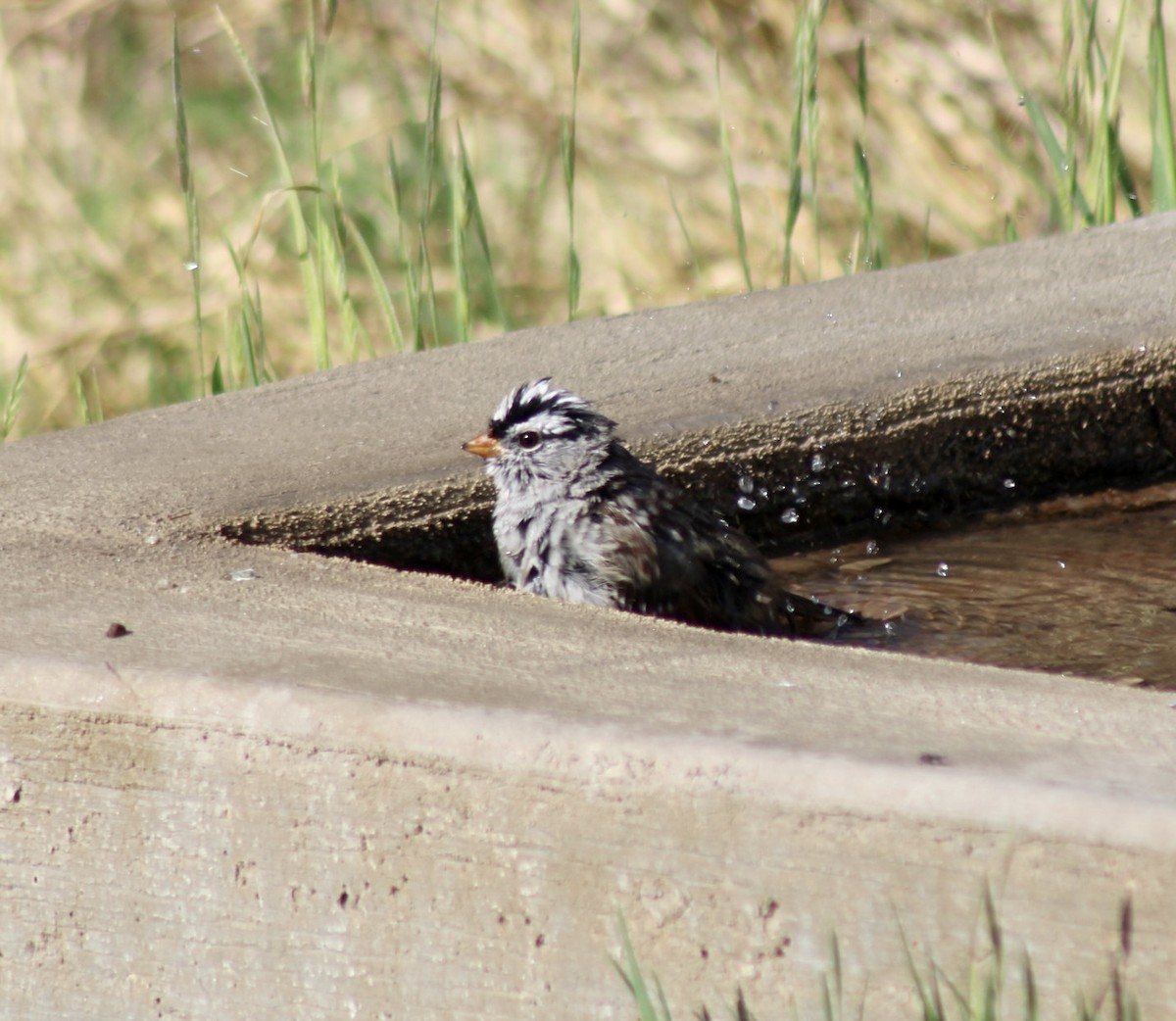 White-crowned Sparrow - ML559329881