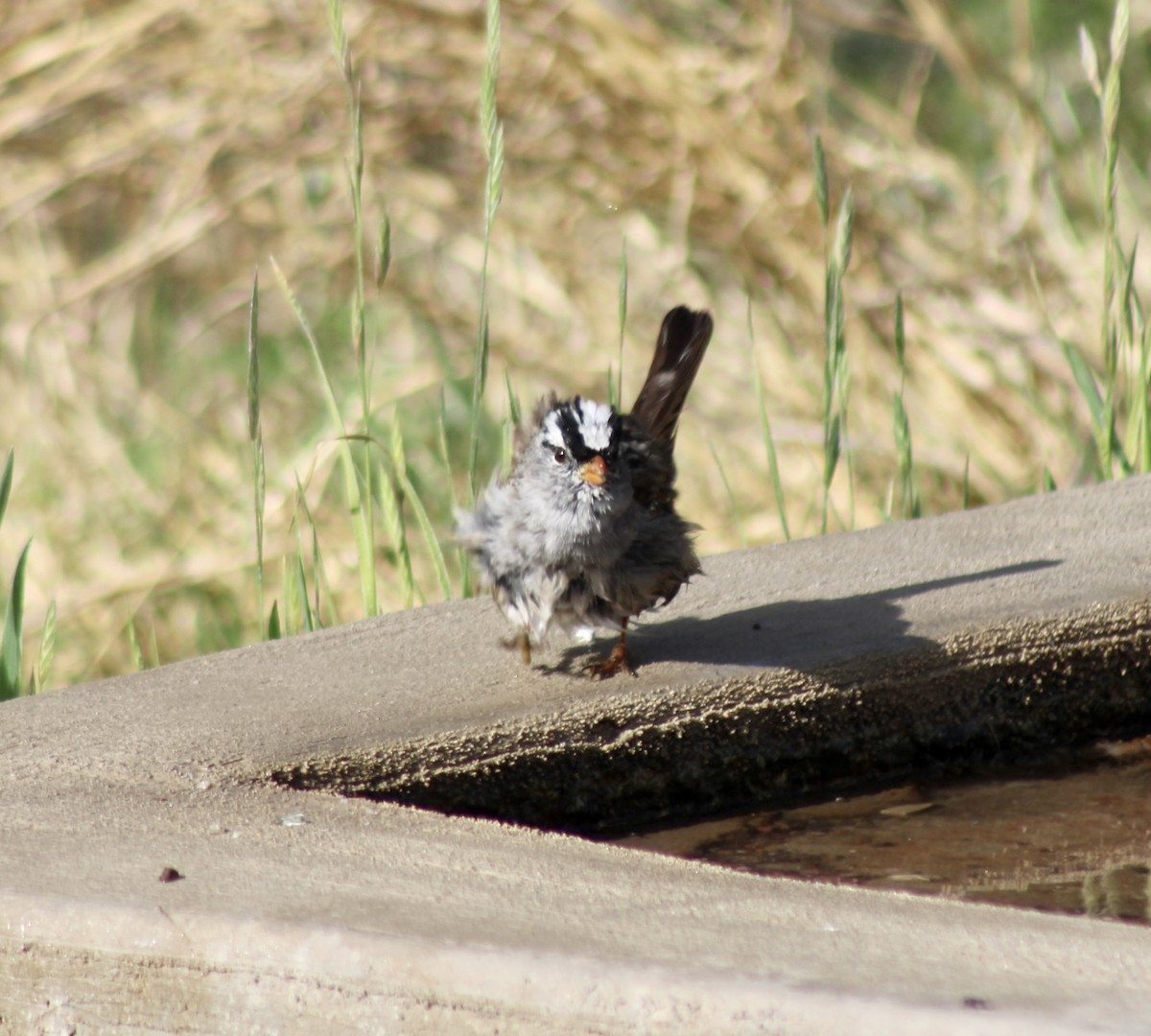 White-crowned Sparrow - ML559329891