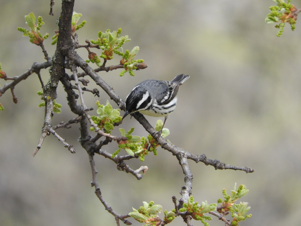 Black-throated Gray Warbler - Geoffrey Helmbold