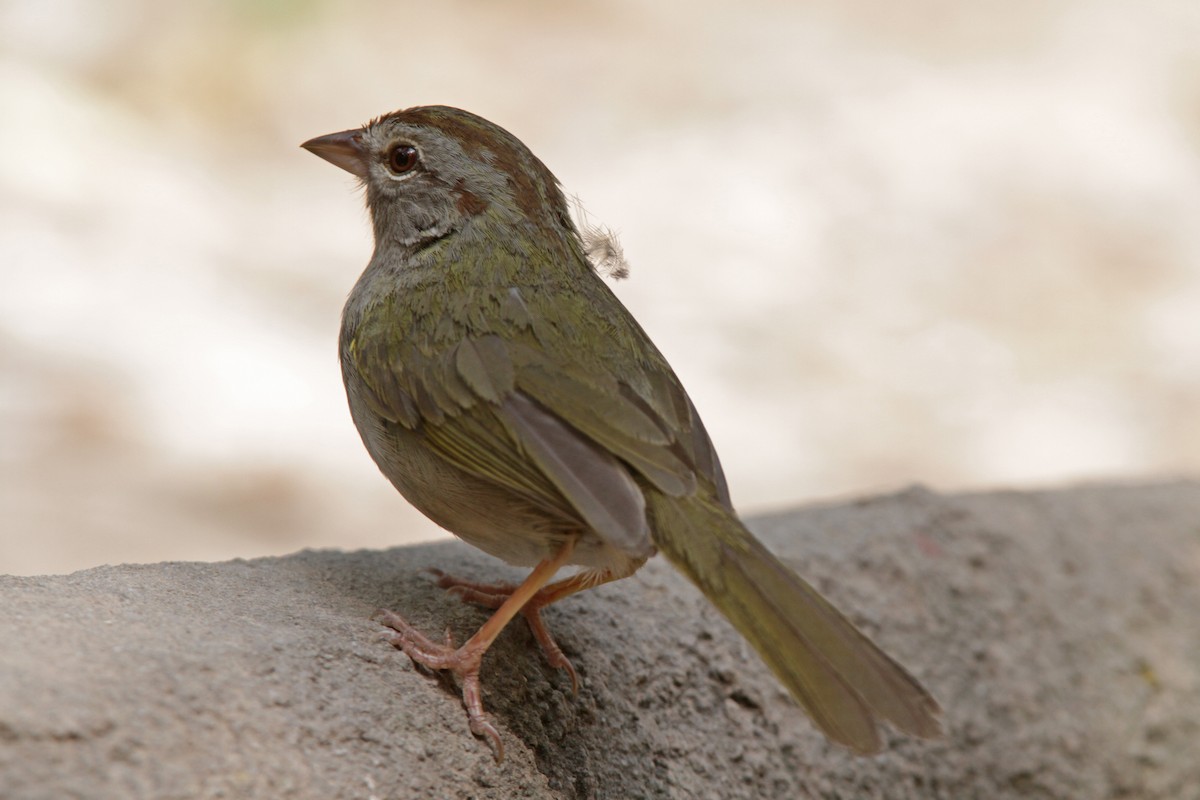 Olive Sparrow - ML55933591
