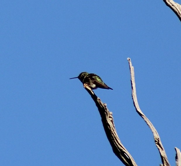 Broad-tailed Hummingbird - Adrien C