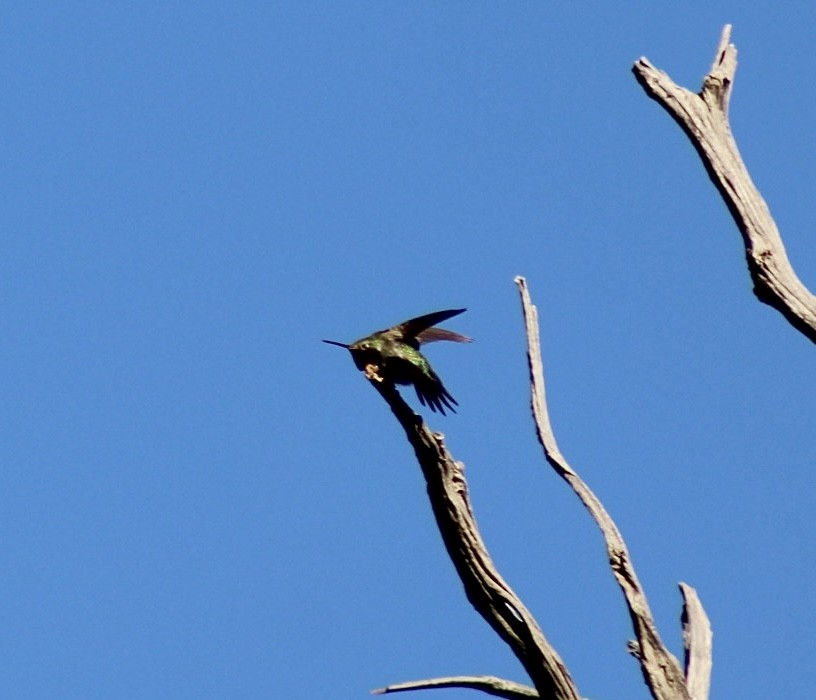 Broad-tailed Hummingbird - ML559340811