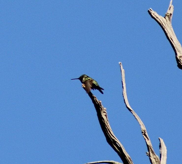 Broad-tailed Hummingbird - ML559340821