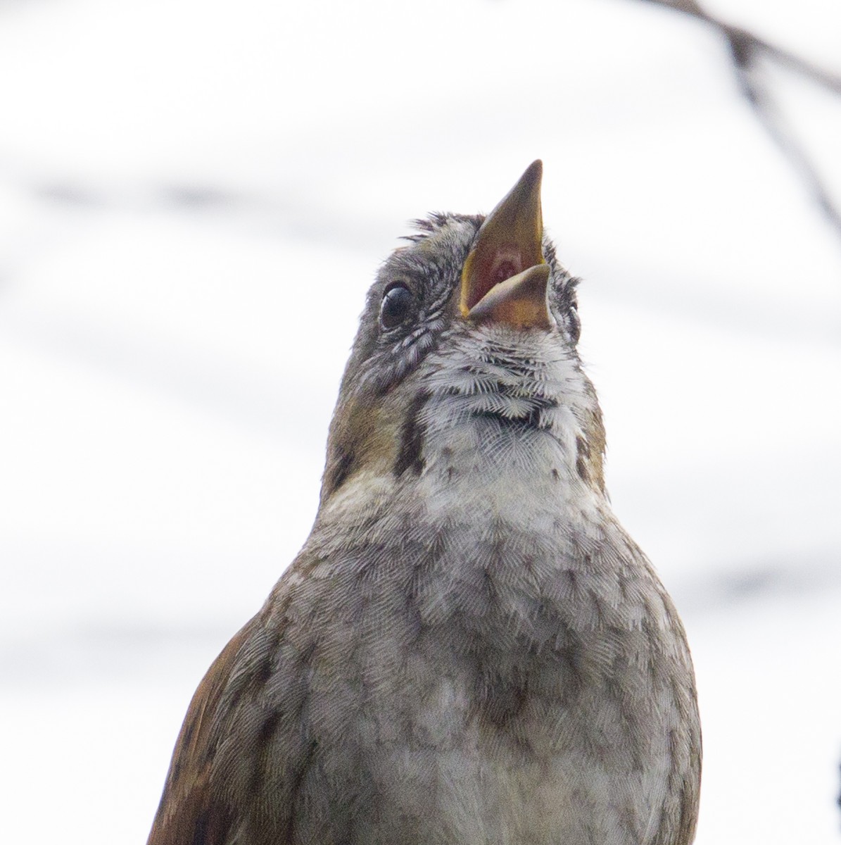Swamp Sparrow - ML55934241